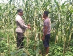 Polisi Cinta Petani: Polsek Bangko Pusako Cek Kondisi Jagung Warga Jelang Panen