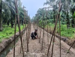 Bukan Cuma Pantau, Bhabinkamtibmas Polsek Bangko Pusako Turun Tangan Olah Lahan Warga Dukung Program Asta Citra Presiden