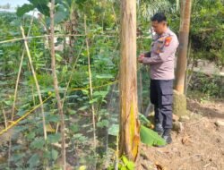 Bhabinkamtibmas Sungai Manasib Dampingi Perawatan Pare, Dukung Penuh Asta Cita Presiden
