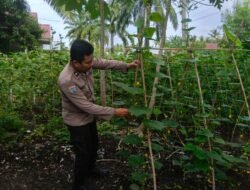 Bhabinkamtibmas Bangko Kanan Dampingi Perawatan Lahan Timun Dukung Sukseskan Asta Cita Presiden