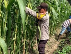 Bhabinkamtibmas Bangko Balam Cek & Rawat Jagung Pipil Usia 77 Hari, Dorong Swasembada Pangan Nasional