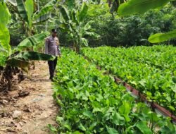 Polisi Cinta Petani: Bhabinkamtibmas Pematang Damar Pantau Kebun Genjer Warga