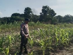 Dukung Ketahanan Pangan! Bhabinkamtibmas Polsek Bangko Usako Dampingi Petani Rawat Jagung