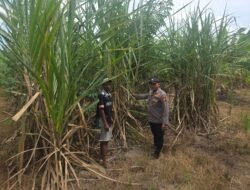 Dukung Asta Cita, Polsek Bangko Pusako Pantau Kebun Tebu Warga