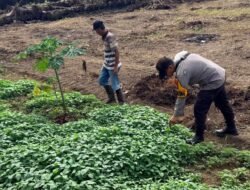 Dukung Asta Citra Presiden, Bhabinkamtibmas Bangko Balam Turun Langsung Pantau Pertumbuhan Sayuran Bayam Warga