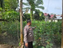 Dukung Asta Citra Presiden, Bhabinkamtibmas Pematang Ibul Cek Langsung Lahan Timun Milik Warga