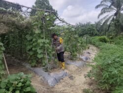 Dukung Ketahanan Pangan : Bhabinkamtibmas Bangko Bakti Cek Kondisi Tanaman Kacang Panjang