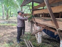 Polsek Bangko Pusako Perkuat Ketahanan Pangan Pantau Ternak Domba Warga