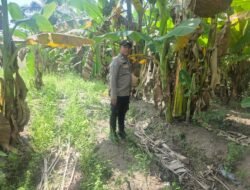 Wujudkan Swasembada Pangan: Polsek Bangko Pusako Turun ke Tengah Kebun Pisang di Kepenghuluan Bangko Lestari