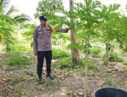Dukung Asta Citra Presiden, Bhabinkamtibmas Polsek Bangko Pusako Sambang Lahan Pepaya Warga