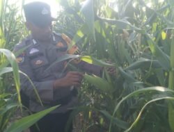 Polisi Cinta Petani: Polsek Bangko Pusako Pantau Lahan Jagung Warga Wujudkan Swasembada Pangan