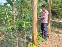 Dukung Asta Citra Presiden, Bhabin Bangko Kanan Cek Perawatan Tanaman Kacang Panjang