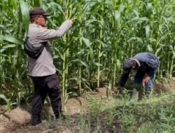 Dukung Asta Cita Presiden, Bhabin Bangko Balam Cek Perkembangan Jagung