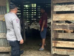 Perkuat Ketahanan Pangan Keluarga Bergizi, Bhabin Pematang Ibul Data Ternak Lembu Milik Warga