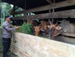 Perkuat Ketahanan Pangan Hewani: Polsek Bangko Pusako Cek Kandang Lembu Di Bangko Makmur