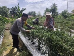 Dukung Asta Citra Presiden, Polsek Bangko Pusako Dampingi Petani Panen Cabe Merah