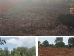 Gawat..Ratusan Hektar Kawasan Hutan Desa Tanjung Leban – Bengkalis Dibabat Pakai Alat Berat